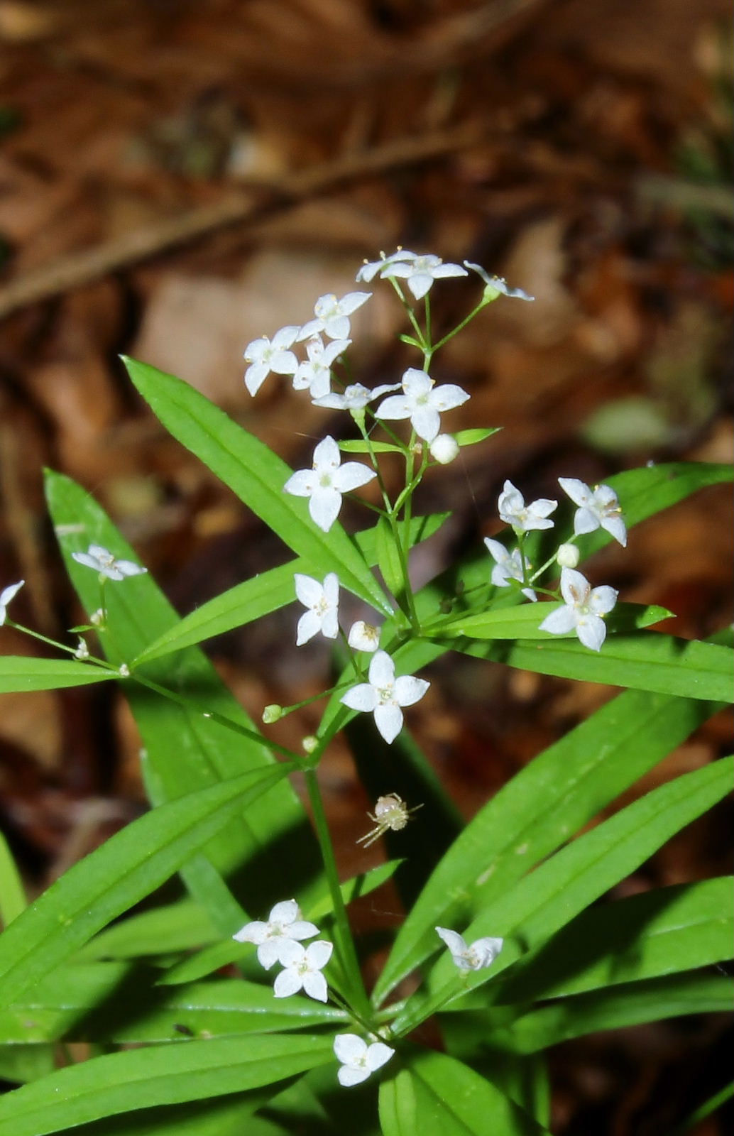 Rubiacea da determinare
